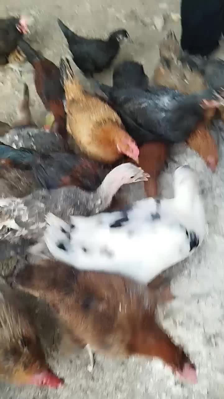 مرغ تخم گذار|حیوانات مزرعه|پلدختر, |دیوار