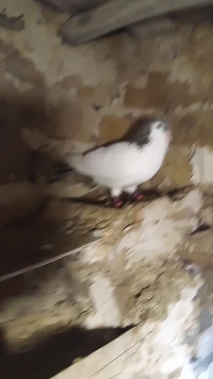 کفتر|پرنده|تربتحیدریه, حاجی یار|دیوار