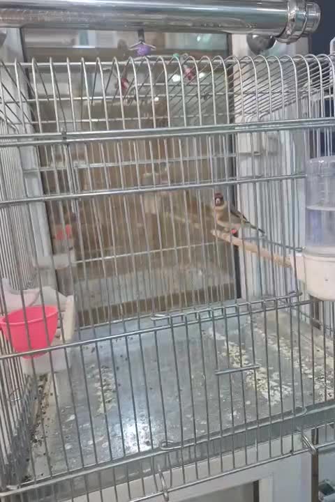 سهره متولد قفس زیر دهن ایوب رحمتی|پرنده|تهران, حر|دیوار