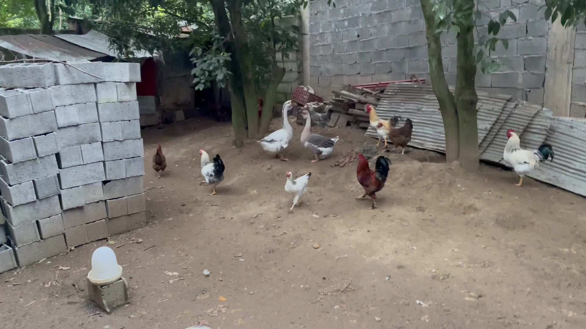 غوغاز|حیوانات مزرعه|لنگرود, |دیوار