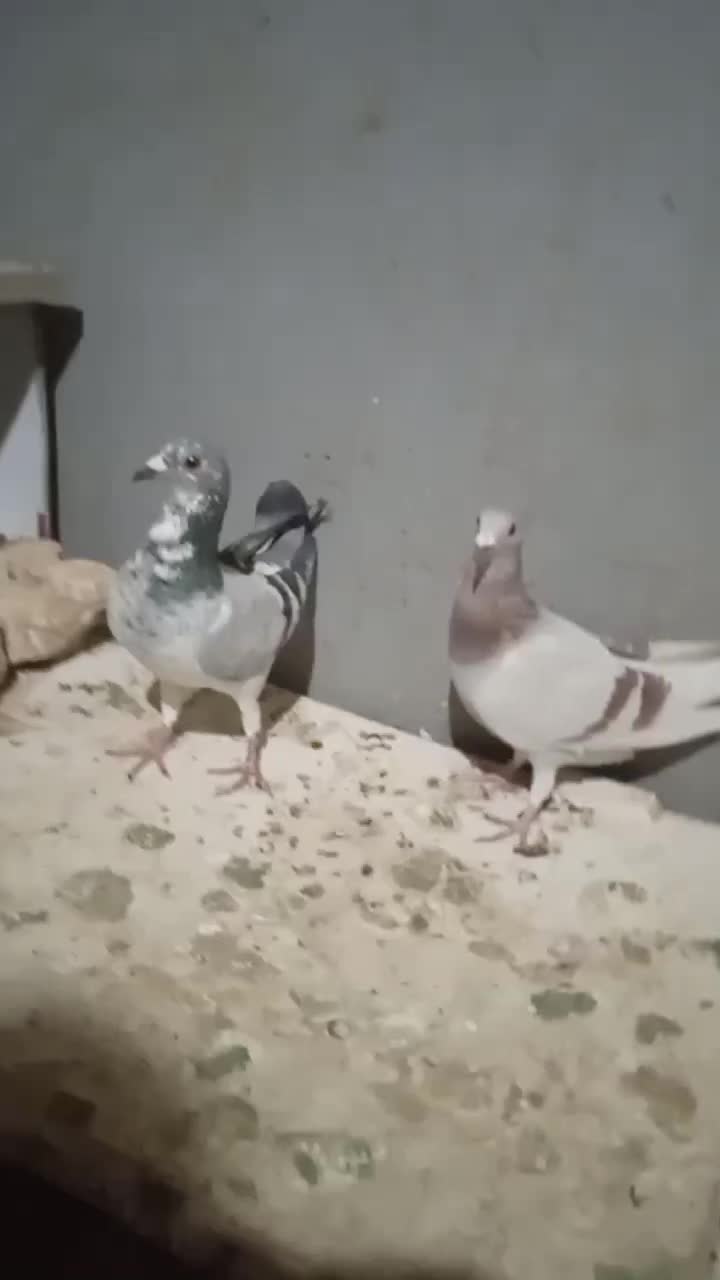 ک ب و ت ر|پرنده|تربت‌حیدریه, حاجی یار‎|دیوار