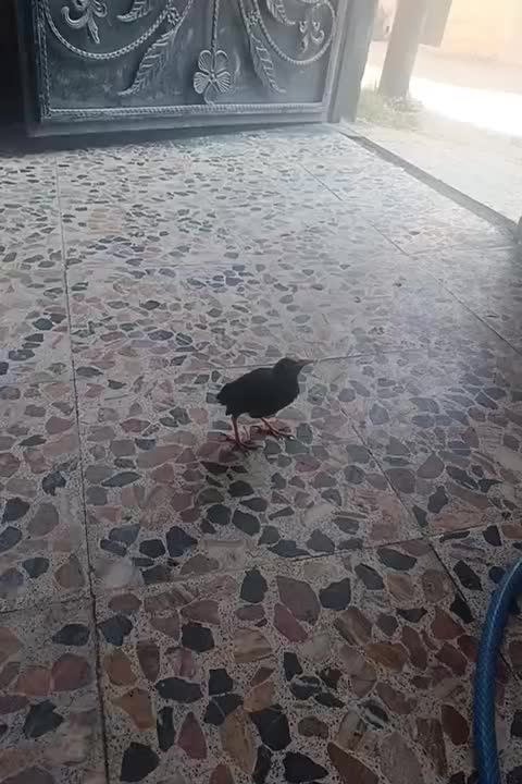 آقا مینا نر اشتی|پرنده|بندرعباس, |دیوار