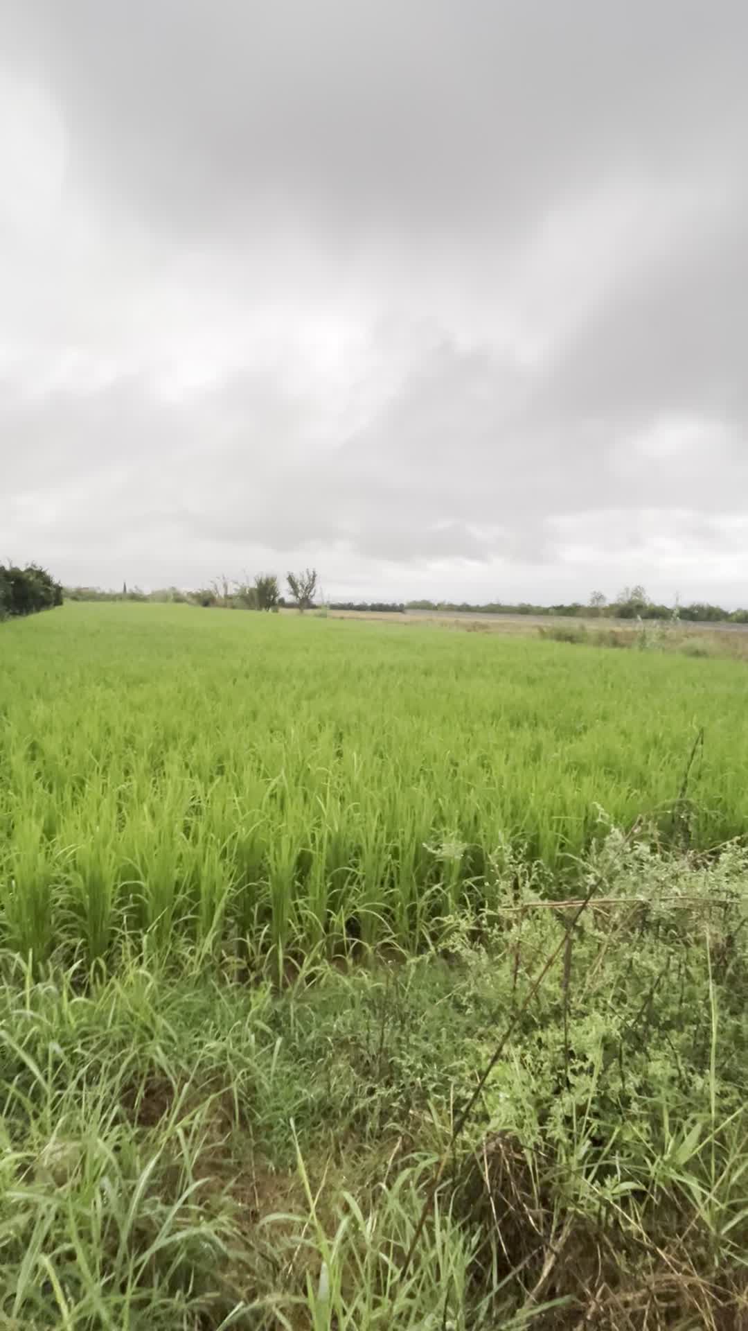 فروش زمین کشاورزی ۲۰۰۰ متری کیاکلا جاده بهنمیر|فروش زمین و ملک کلنگی|کیاکلا, |دیوار