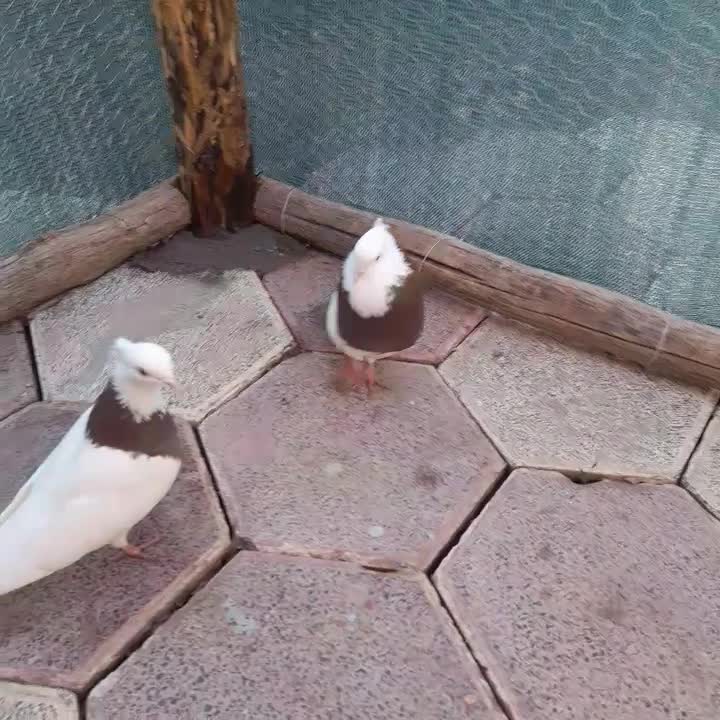 پرنده|پرنده|نیشابور, مازول|دیوار