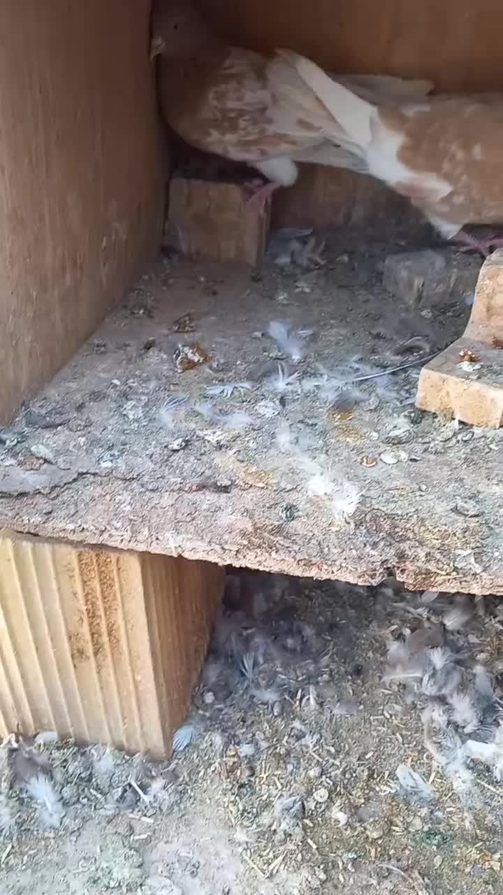 کبوتر کله زرد نر وماده|پرنده|شیراز, شهرک گلها|دیوار