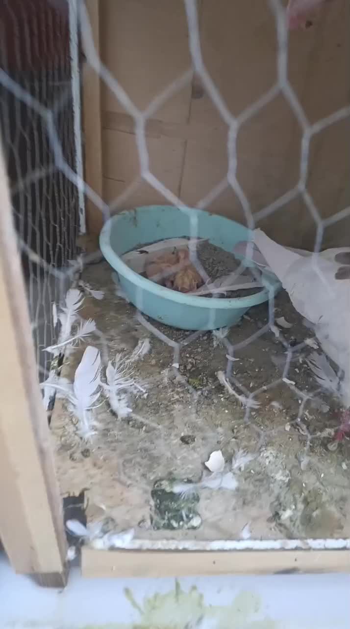 سه جفت کفتر با جوجه|پرنده|شهریار, شهرک عباس پور|دیوار