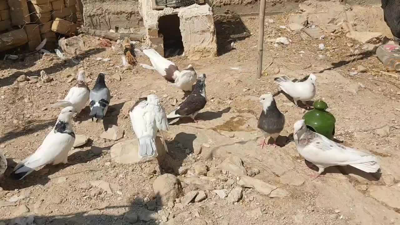 کبوتر|پرنده|گیلان غرب, |دیوار