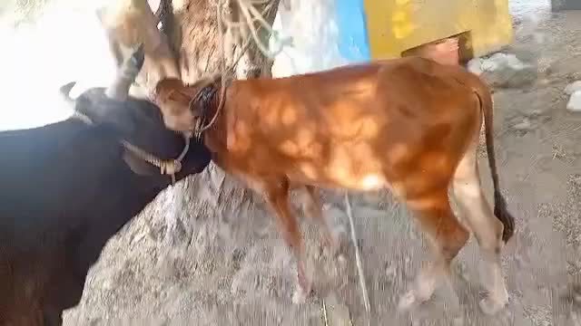 گاوشیری جرسی ۱۱۰تومان|حیوانات مزرعه|بندرلنگه, |دیوار