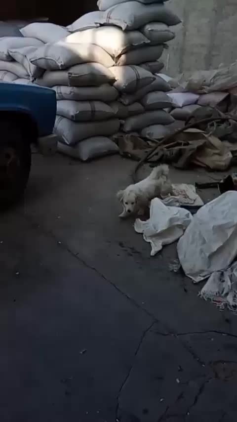 سگ پا کوتاه شیطان و بازی گوش قیمت 3500|سگ|الوند, |دیوار