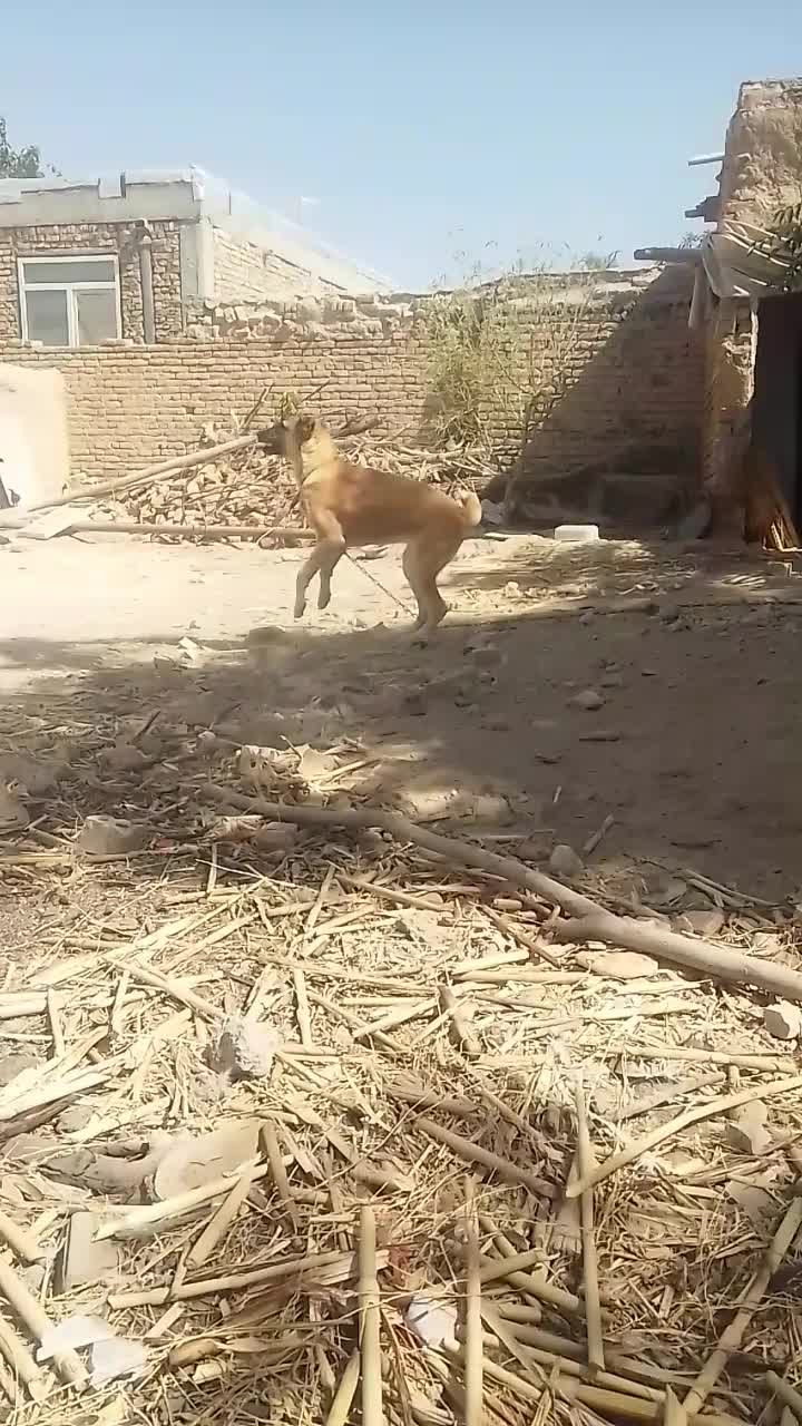 توله 8ماهه|سگ|آشخانه, |دیوار