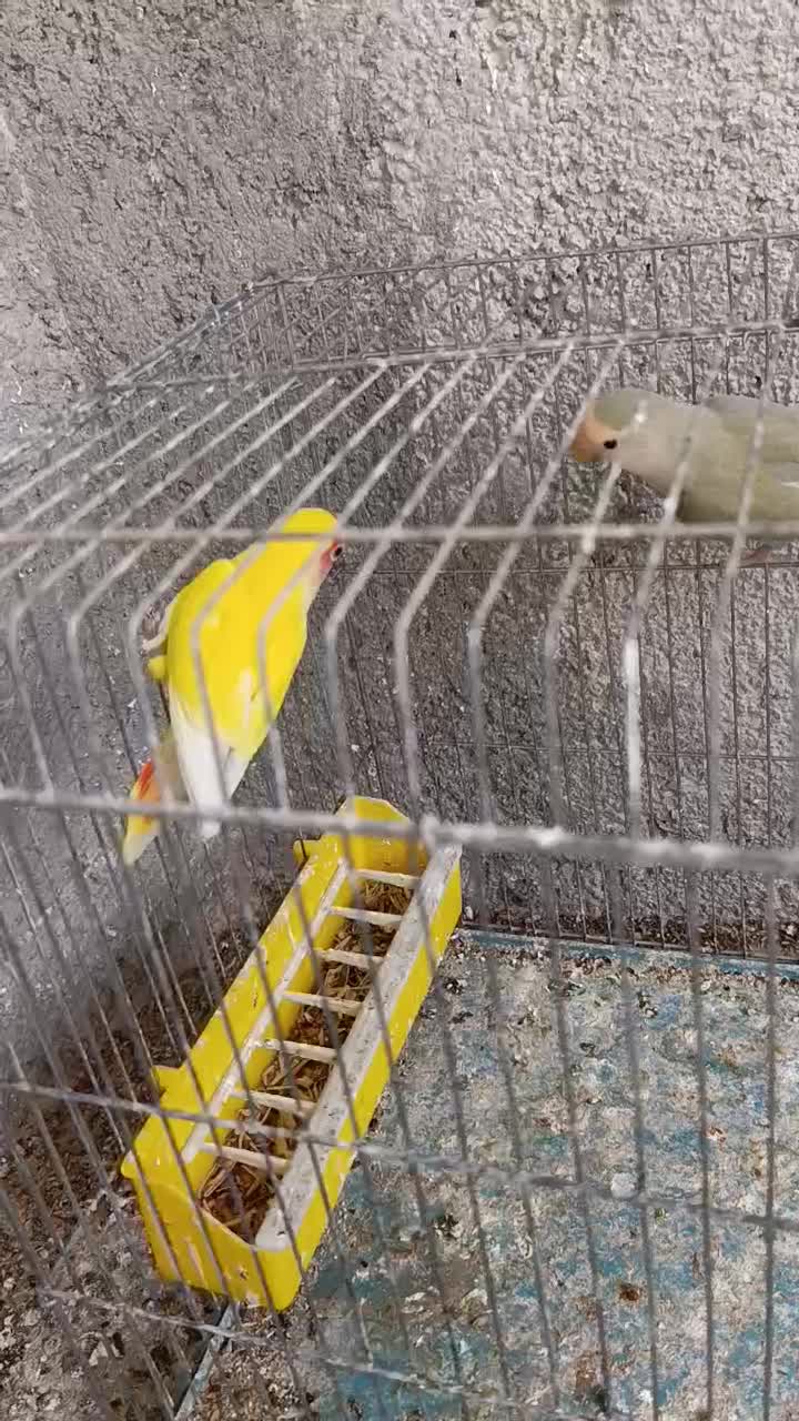 طوطی برزیلی مولد درجه یک کارداده|پرنده|یاسوج, |دیوار