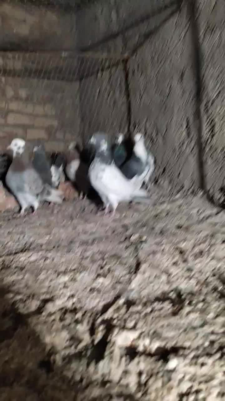 شجردارکرمانی|پرنده|زابل, |دیوار