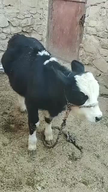 گوساله|حیوانات مزرعه|دهدشت, |دیوار