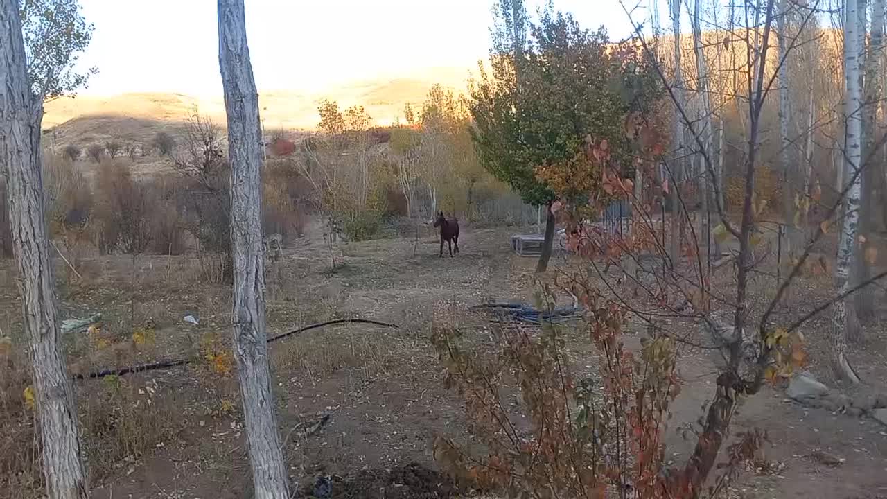 کره اسب نریان کرد چکی|اسب و تجهیزات اسبسواری|آوج, |دیوار