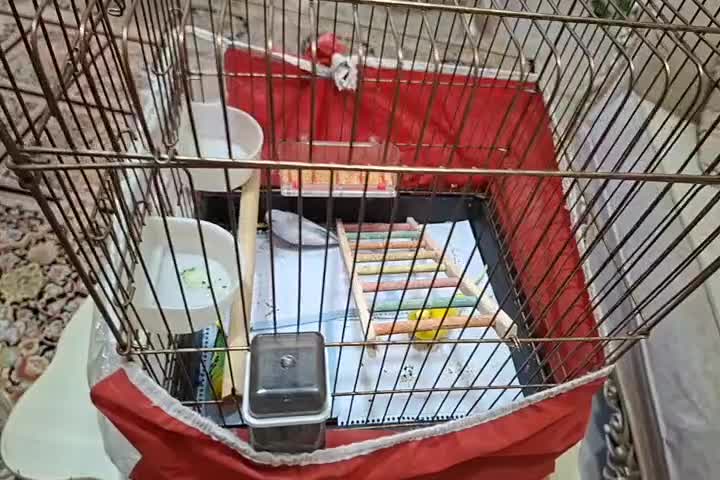 مرغ عشق|پرنده|شیراز, صنایع الکترونیک|دیوار