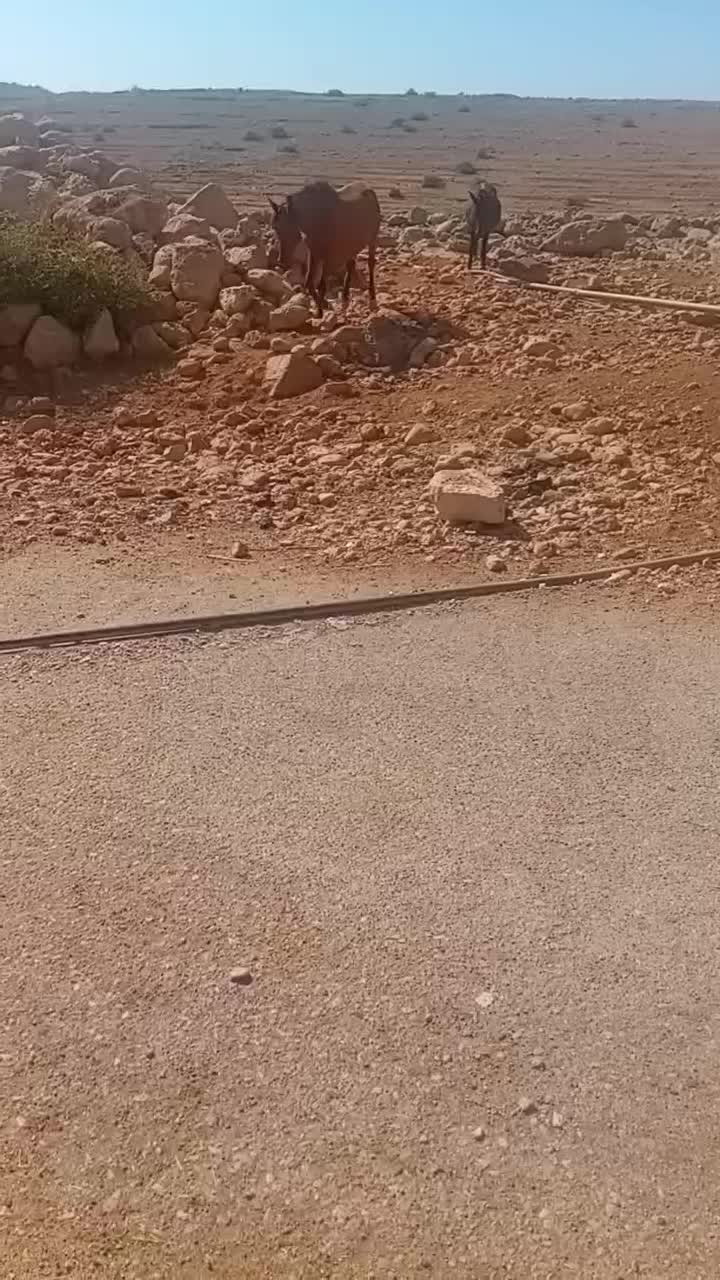 قاطر فروشی|حیوانات مزرعه|اندیمشک, |دیوار