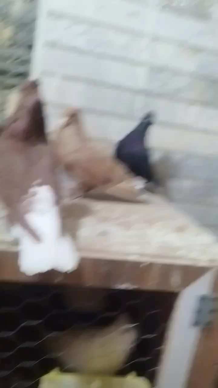 جفت زرد دم سفید خال سیاه با ماده سرخ دم سفید|پرنده|بهبهان, |دیوار