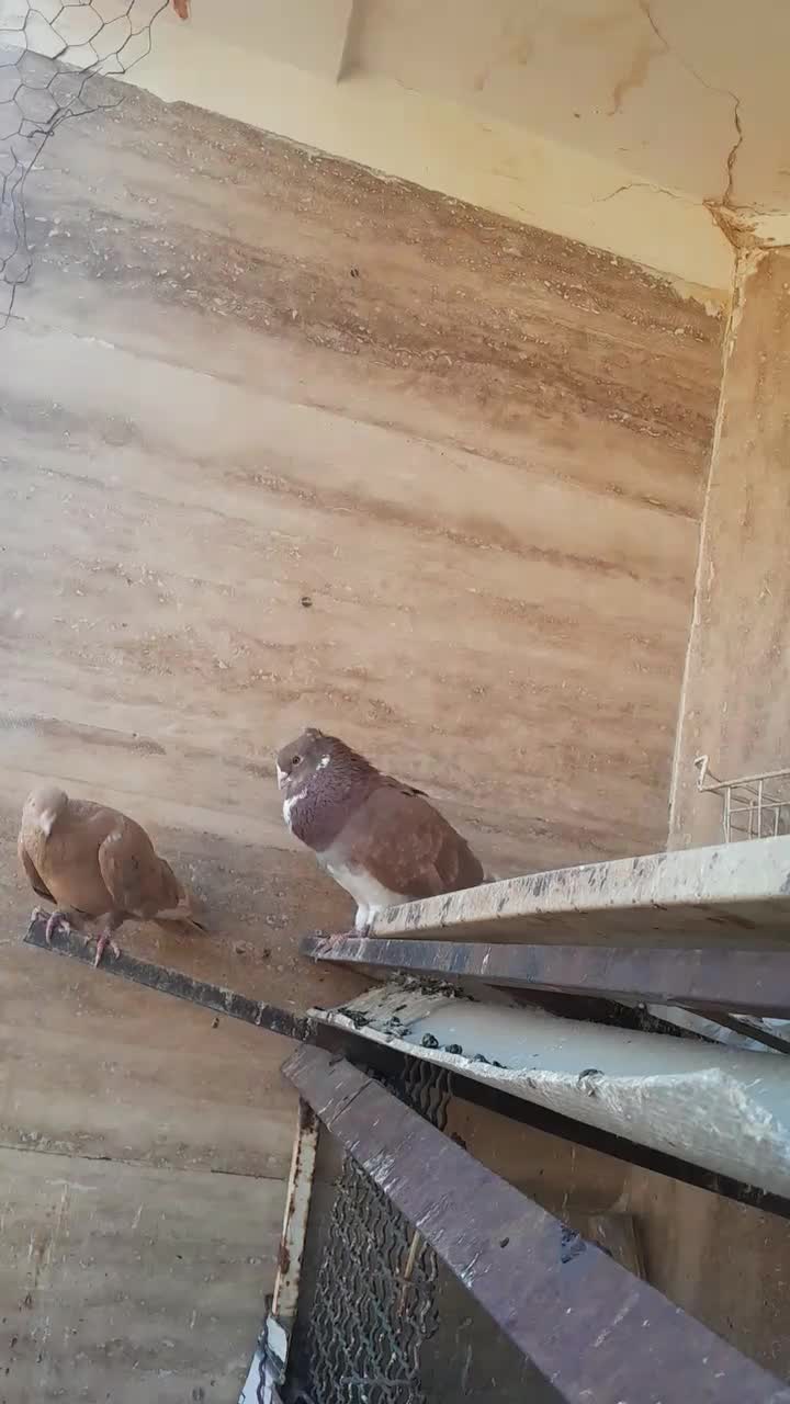 کبوترراعبی موشی|پرنده|پاکدشت, پارچین|دیوار