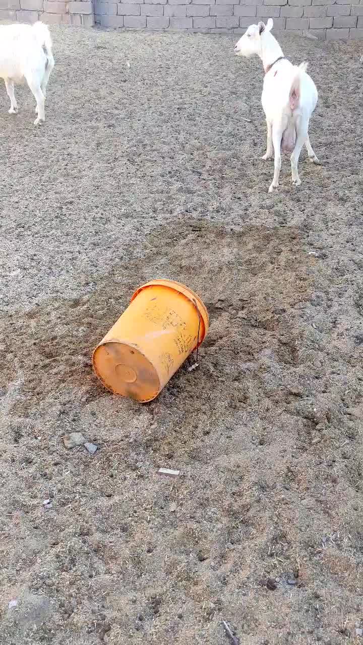 بزتک چین شده سانن|حیوانات مزرعه|درمیان, |دیوار