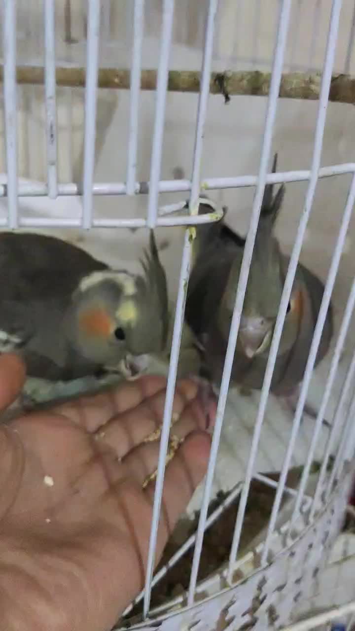 لوتینو نر با ی جفت سیامون|پرنده|مشهد, ایثار|دیوار