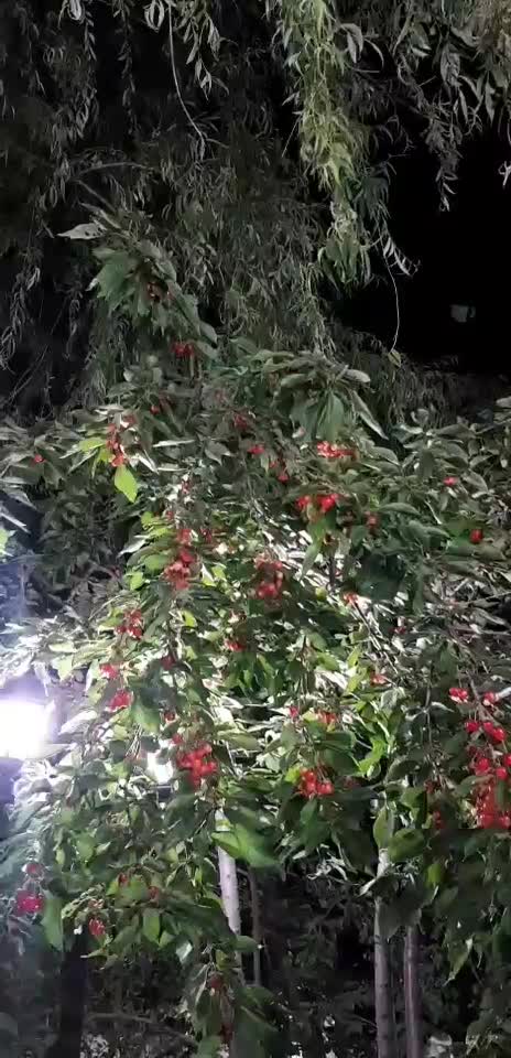 اجاره ویلادردماوند آئینه ورزان آبسرد مهرآباد پردیس|اجارهٔ کوتاهمدت ویلا و باغ|دماوند, دماوند|دیوار