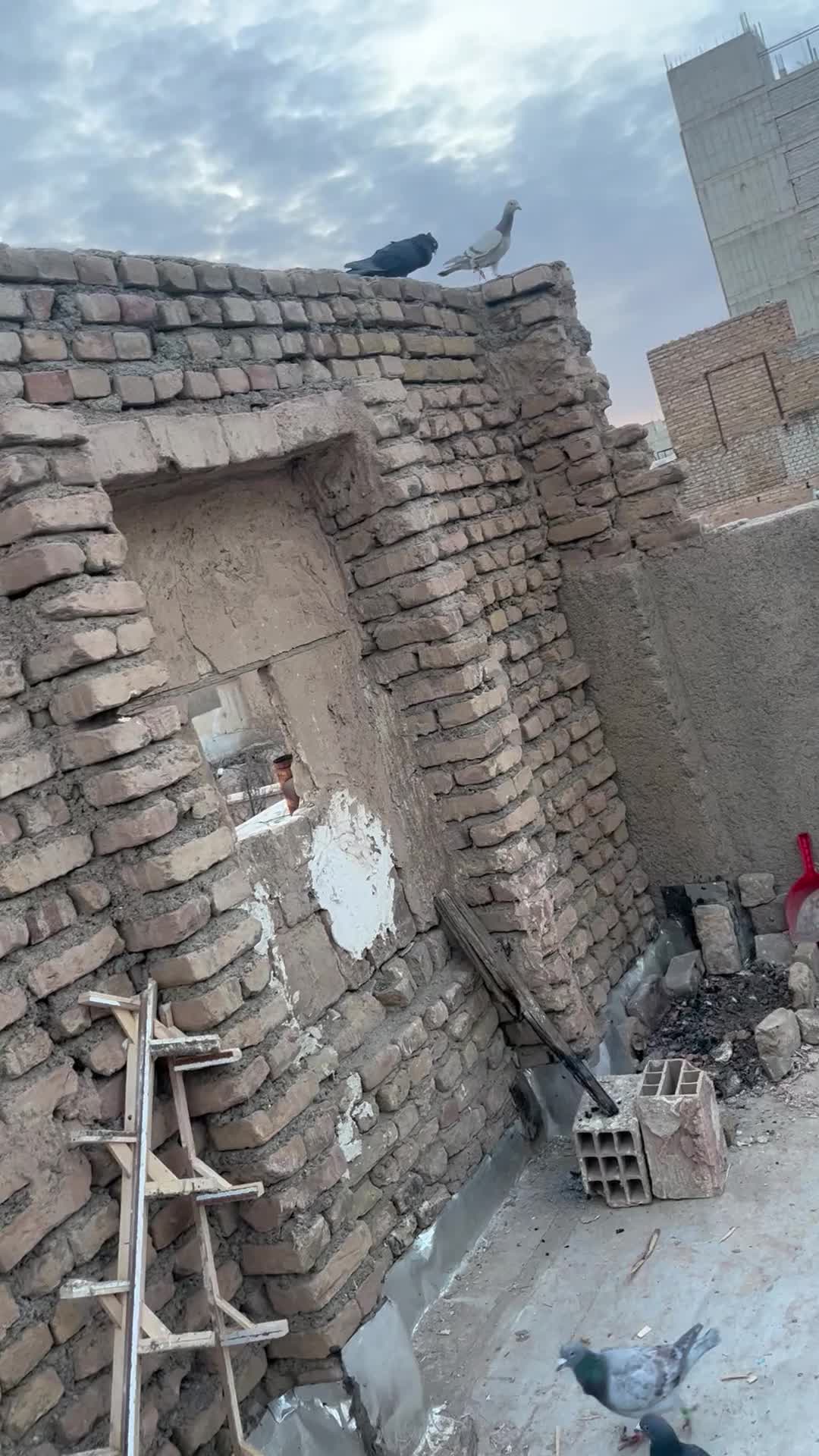 کلاغ کاکلی|پرنده|سبزوار, امیر کبیر|دیوار