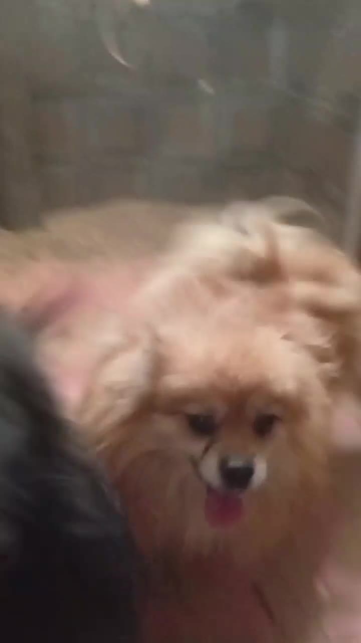 سگ پامر واگذاری|سگ|مشهد, امام خمینی|دیوار