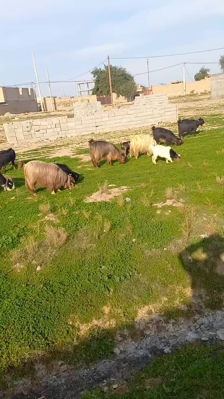 بزداشتی|حیوانات مزرعه|دزفول, |دیوار