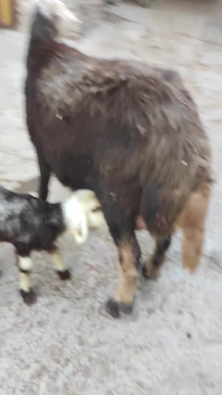 میش وبره|حیوانات مزرعه|بروجرد, |دیوار