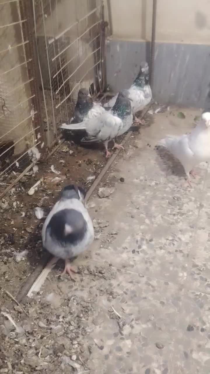 کبوتر|پرنده|چابهار, |دیوار