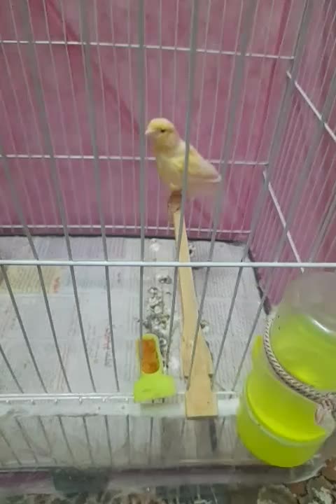 قناری نر|پرنده|مشهد, مصلی (کارمندان اول)|دیوار