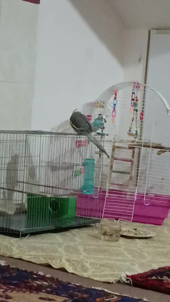 عروس هلندی ومرغ عشق|پرنده|ابهر, |دیوار