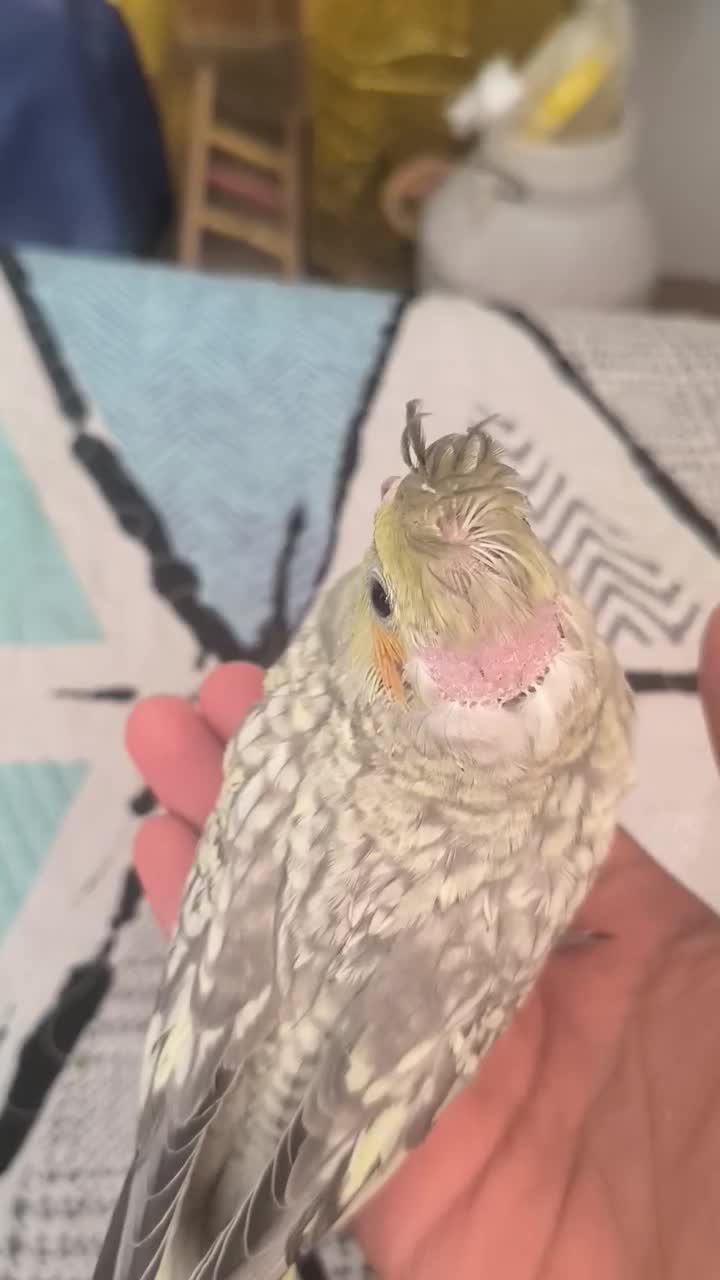 عروس هلندی سخن گو همراه با جوجه|پرنده|آشخانه, |دیوار