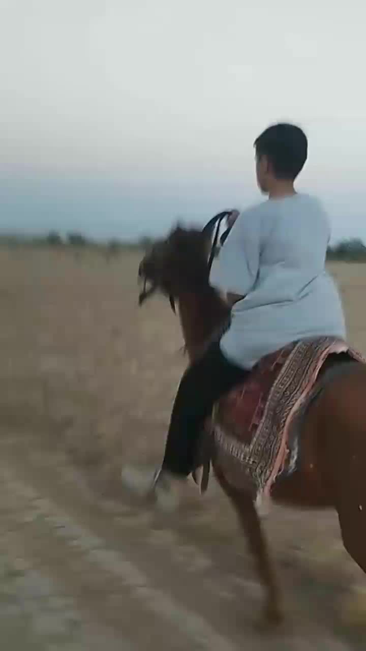 اسب مادیان جوان|اسب و تجهیزات اسبسواری|تربت جام, والفجر|دیوار