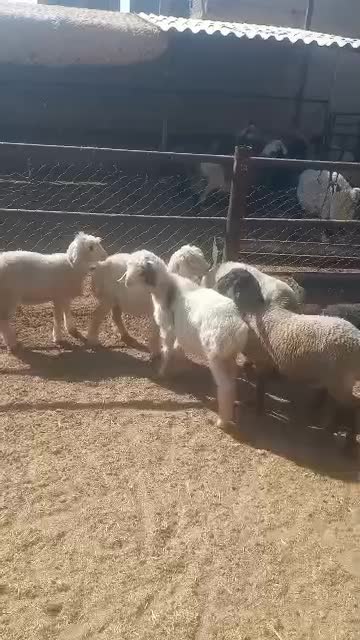 با سلام 6راس بره چاق و سبک به فروش میرسد|حیوانات مزرعه|مرودشت, مجد آباد|دیوار