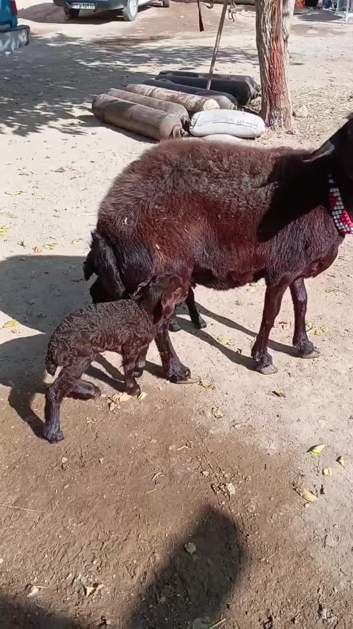 میش هترو دوقل|حیوانات مزرعه|ماهنشان, |دیوار