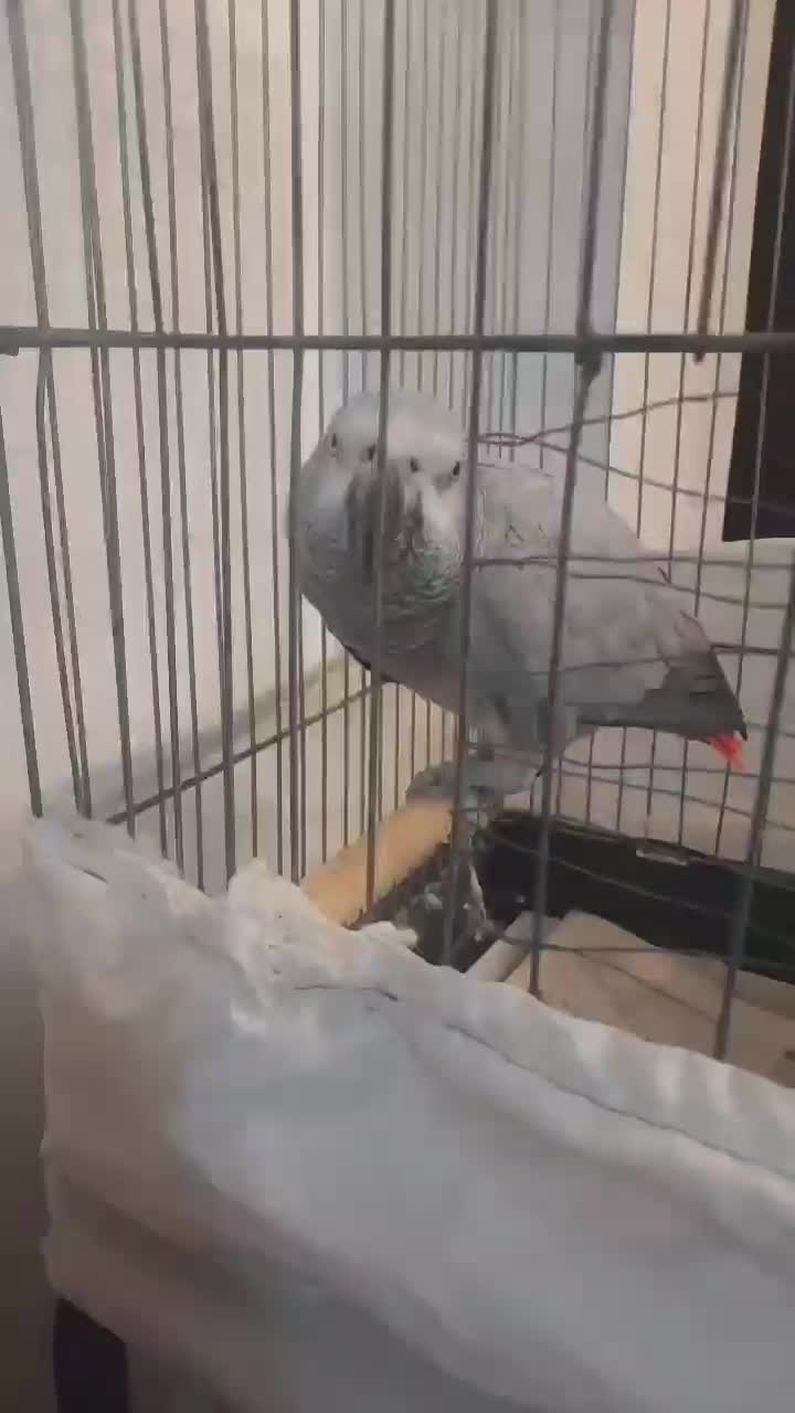 یک عدد کاسکو دم قرمز|پرنده|رشت, کوی قدس|دیوار