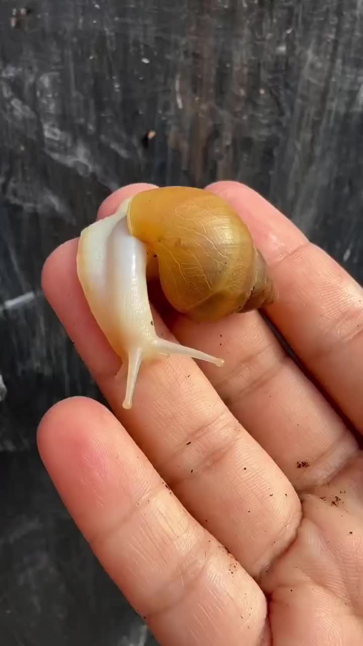 حلزون و خاویار حلزون|خزنده|شیراز, کرونی(خاتونک)|دیوار