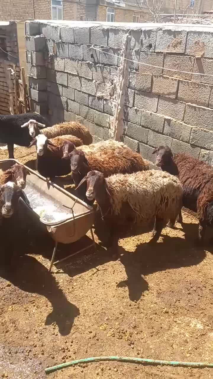 میش|حیوانات مزرعه|چادگان, |دیوار