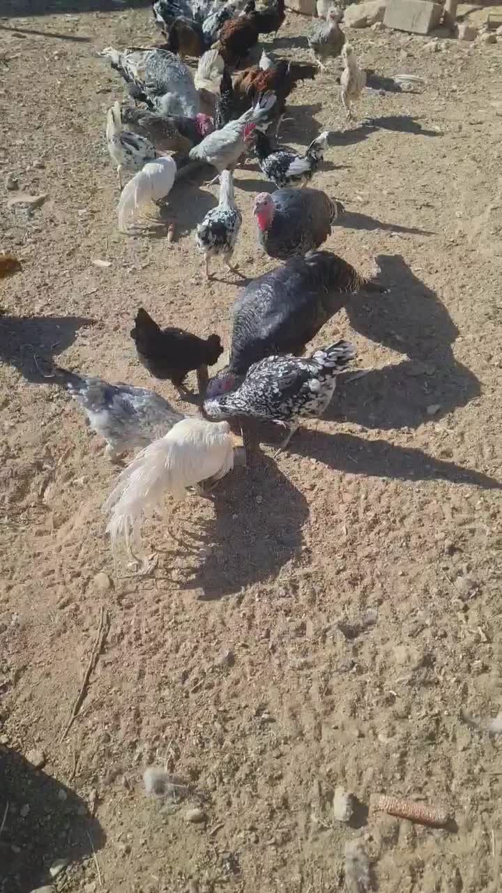 مرغ گلین|حیوانات مزرعه|رونیز, |دیوار