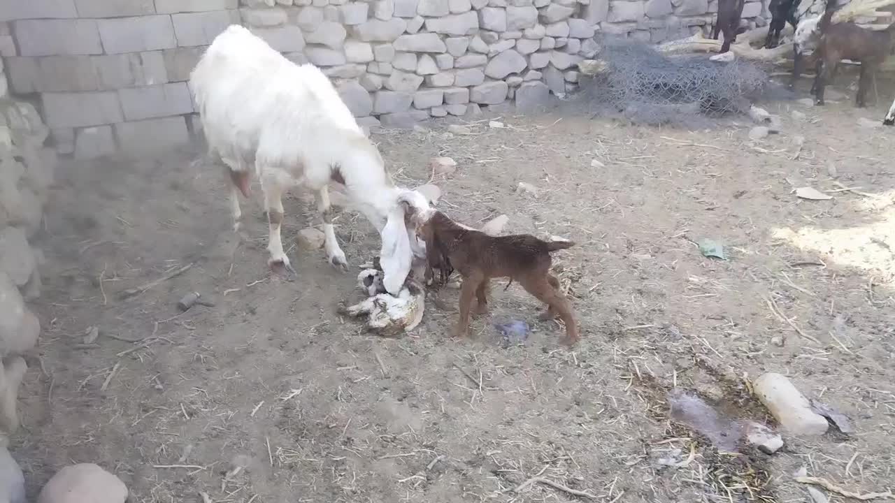 2شاه بز پاکستانی فروشی با5بزغاله 4تانر1ماده|حیوانات مزرعه|بردسکن, |دیوار