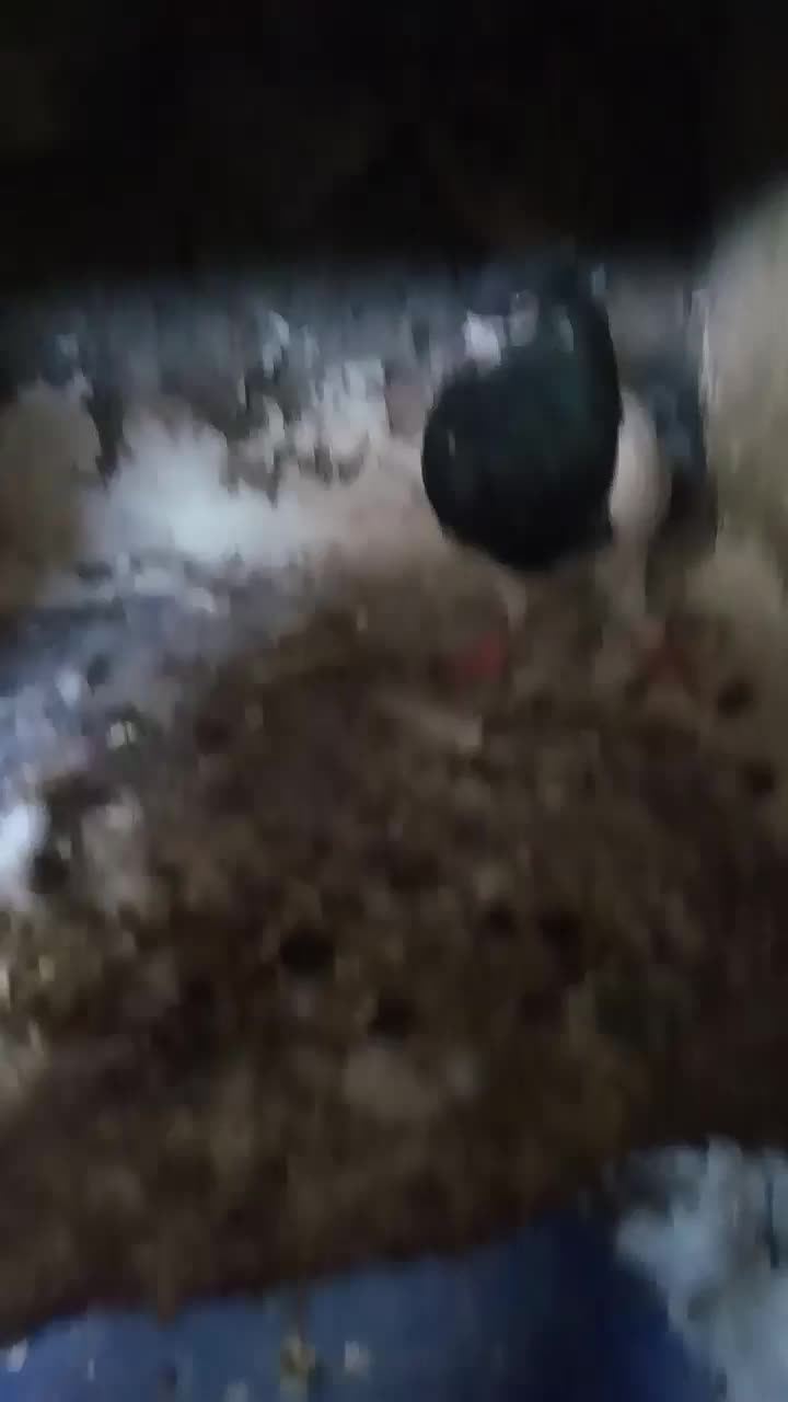 کله زرد و سیاه|پرنده|چگنی, |دیوار