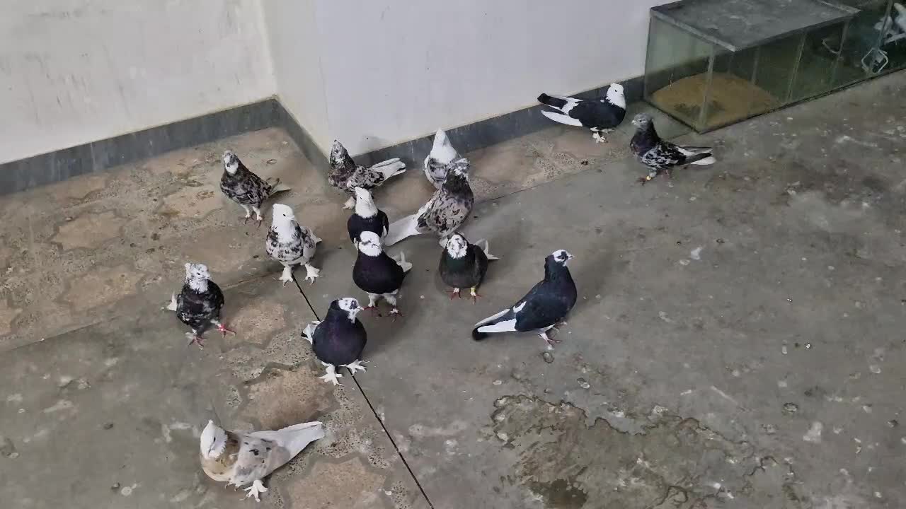 کبوت|پرنده|اسدآباد, |دیوار