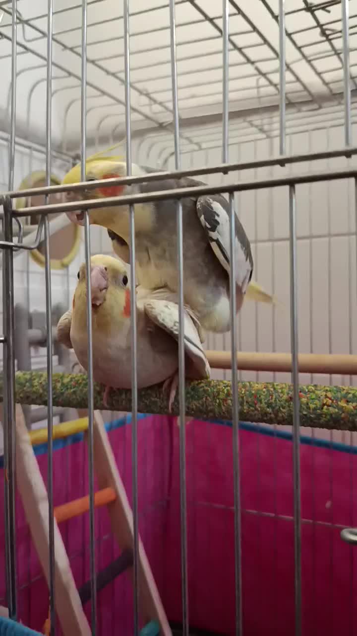 عروس هلندی جفت با سه تا جوجه|پرنده|نوبران, |دیوار