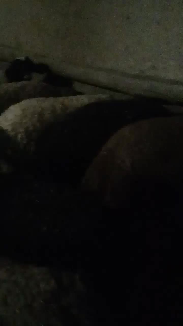 بره نر ماده|حیوانات مزرعه|بیرانوند, |دیوار