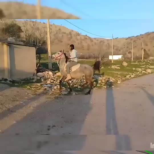 مادیون مادیان کورد اصیل شجره دار، پر خون ،دمگیر|اسب و تجهیزات اسب‌سواری|خرم‌آباد, |دیوار