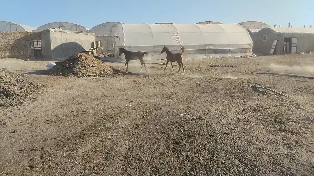 کره عرب پوزه دار|اسب و تجهیزات اسب‌سواری|کمیجان, |دیوار