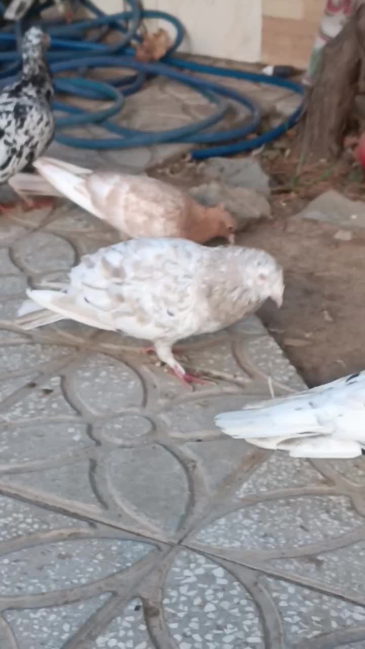 هفرنگ کرم نر عطیقه فقط به خاطر اینکه پول لازمم|پرنده|جوین, |دیوار