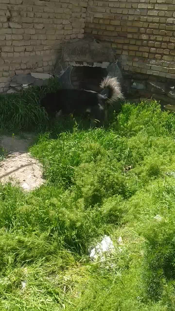 سگ...|سگ|همدان, |دیوار