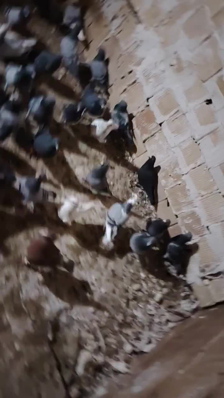 کبوتر|پرنده|سلیمان, |دیوار